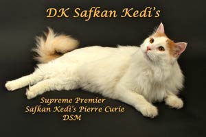 Safkan Kedi's Pierre Curie (DSM)